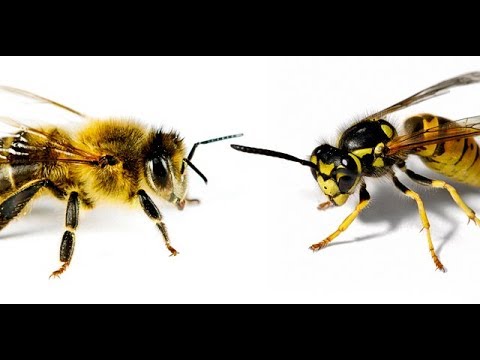 Differenza tra ape e vespe