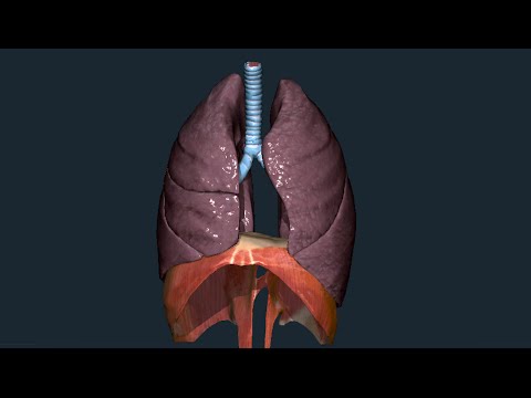 Schiena dove si trovano i polmoni